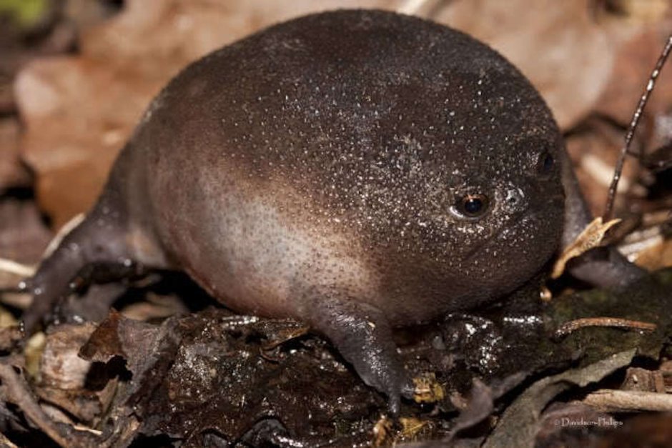Черная дождевая лягушка breviceps fuscus