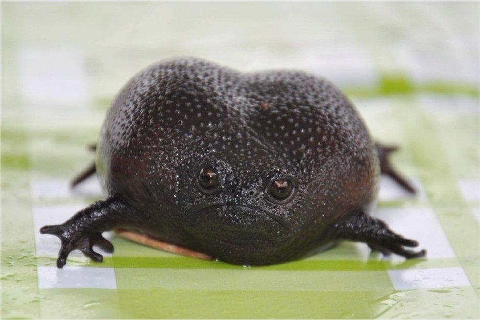 Черная дождевая лягушка breviceps fuscus