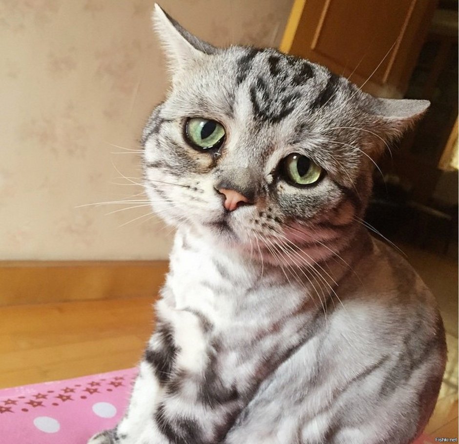 Кот печалька