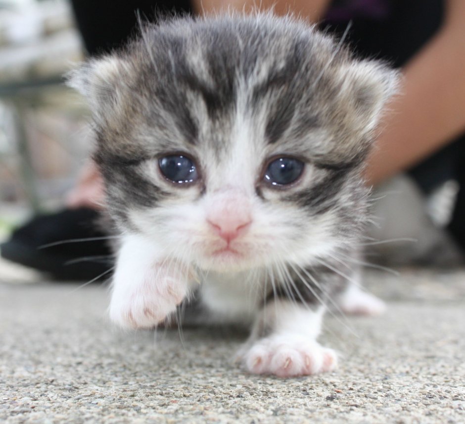 Плачущий котик