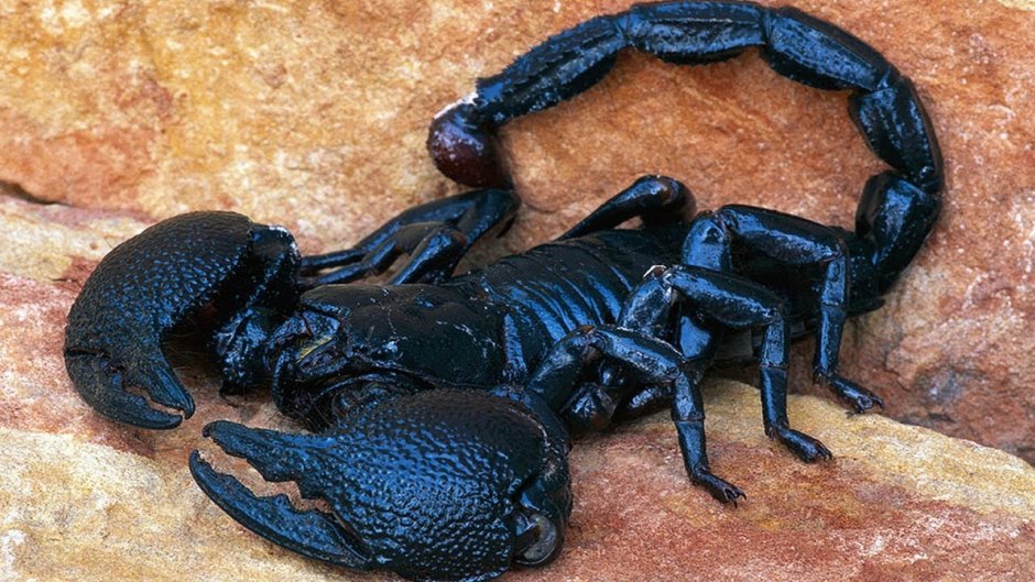 Гвинейский Императорский Скорпион