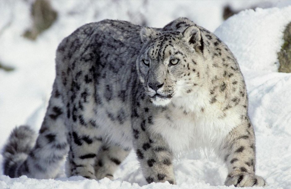 Снежный Барс (Ирбис, снежный леопард)