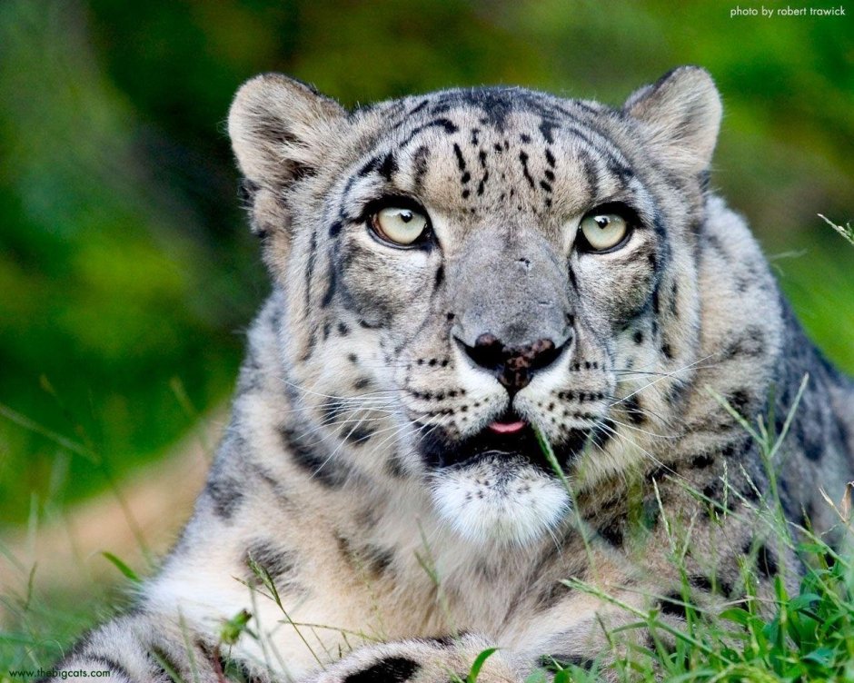 Ирбис эндемик