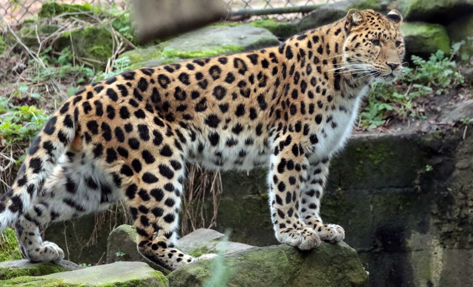 Дальневосточный леопард