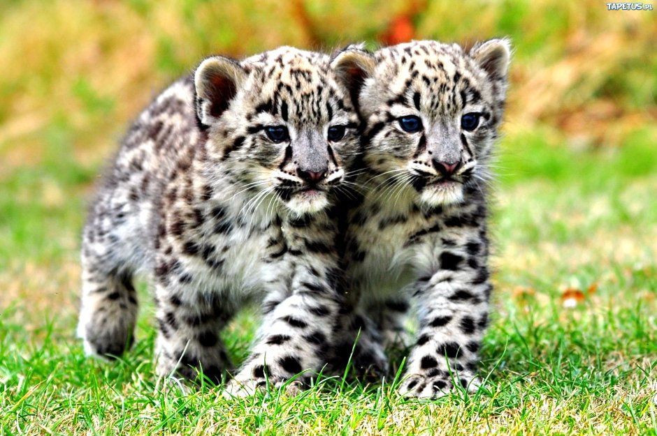 Снежный Барс детеныш