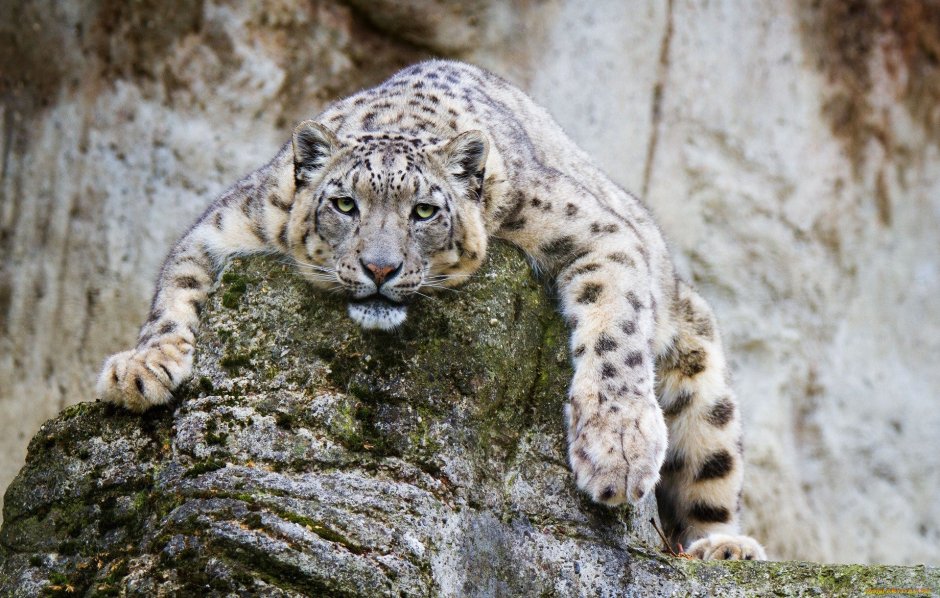 Снежный Барс в скалах