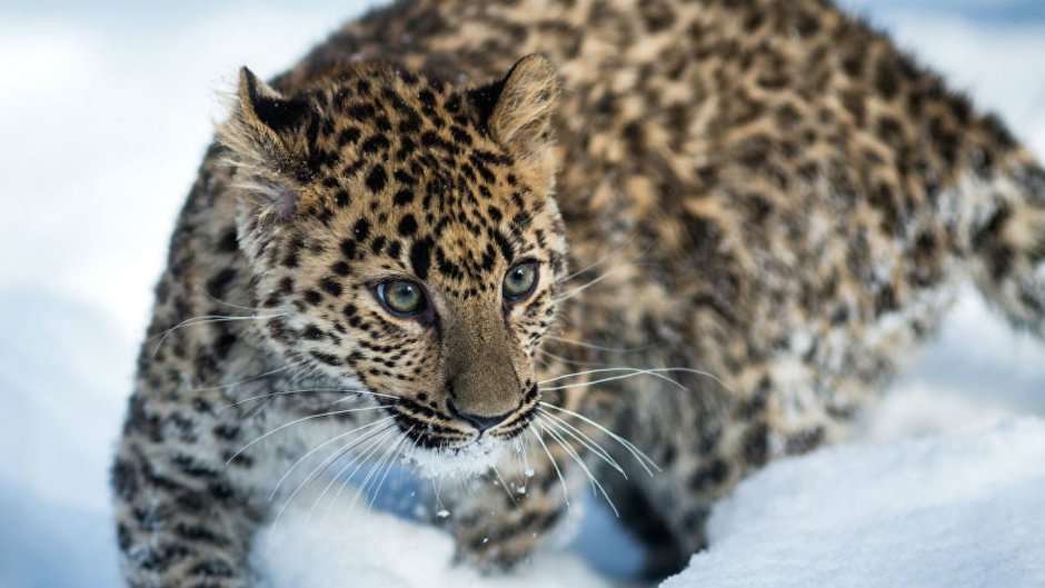 Дальневосточный леопард