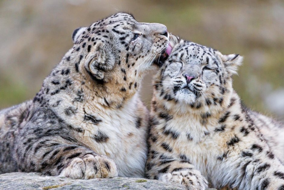 Снежный Барс Ирбис семья