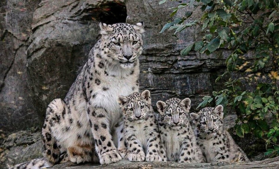 Снежный Барс (Ирбис, снежный леопард)