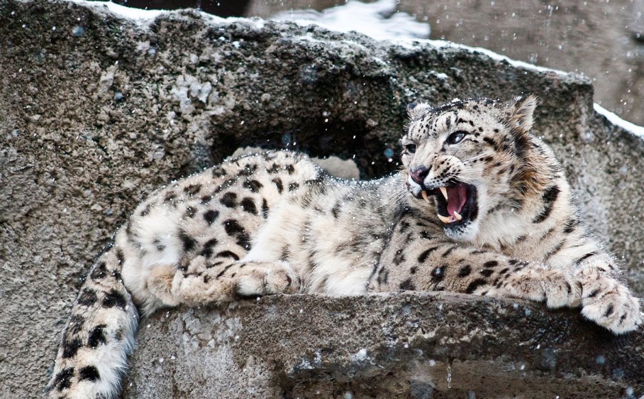 Снежный Барс Архыз