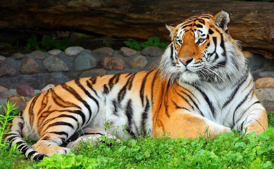 Амурский тигр