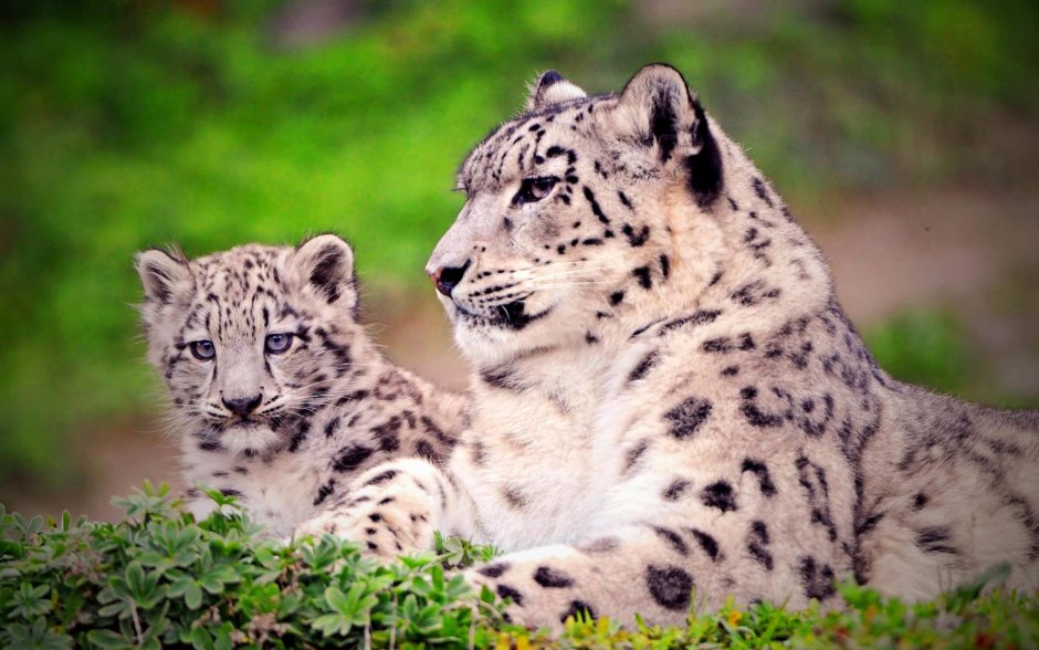 Ирбис окрас