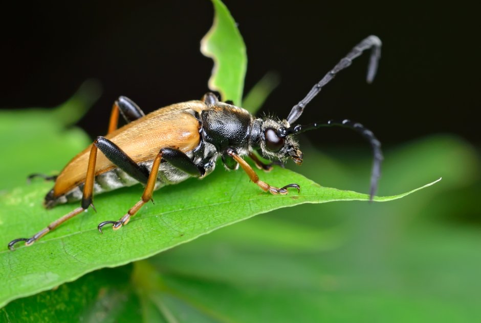 Лептура красная (Stictoleptura rubra)