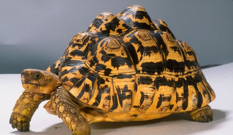 Hampton Gold Tortoise