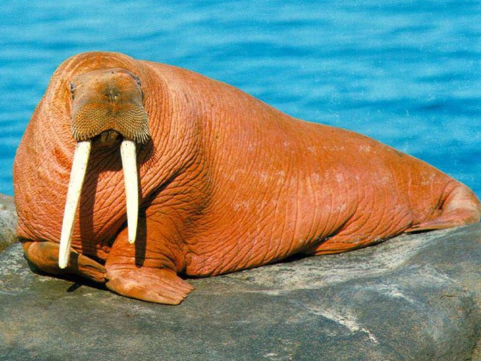 Ластоногие моржи