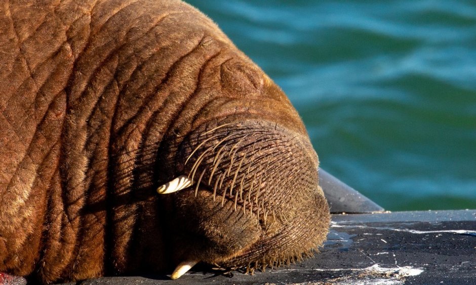 Морж на подводной лодке