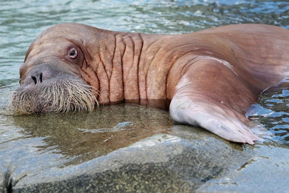 Тихоокеанский морж (Odobenus rosmarus divergens)