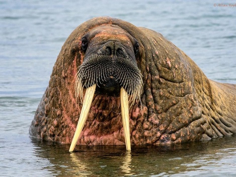 Морж (Odobenus rosmarus)