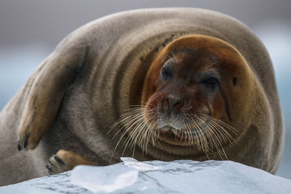 Морской заяц, Лахтак (Erignathus barbatus)
