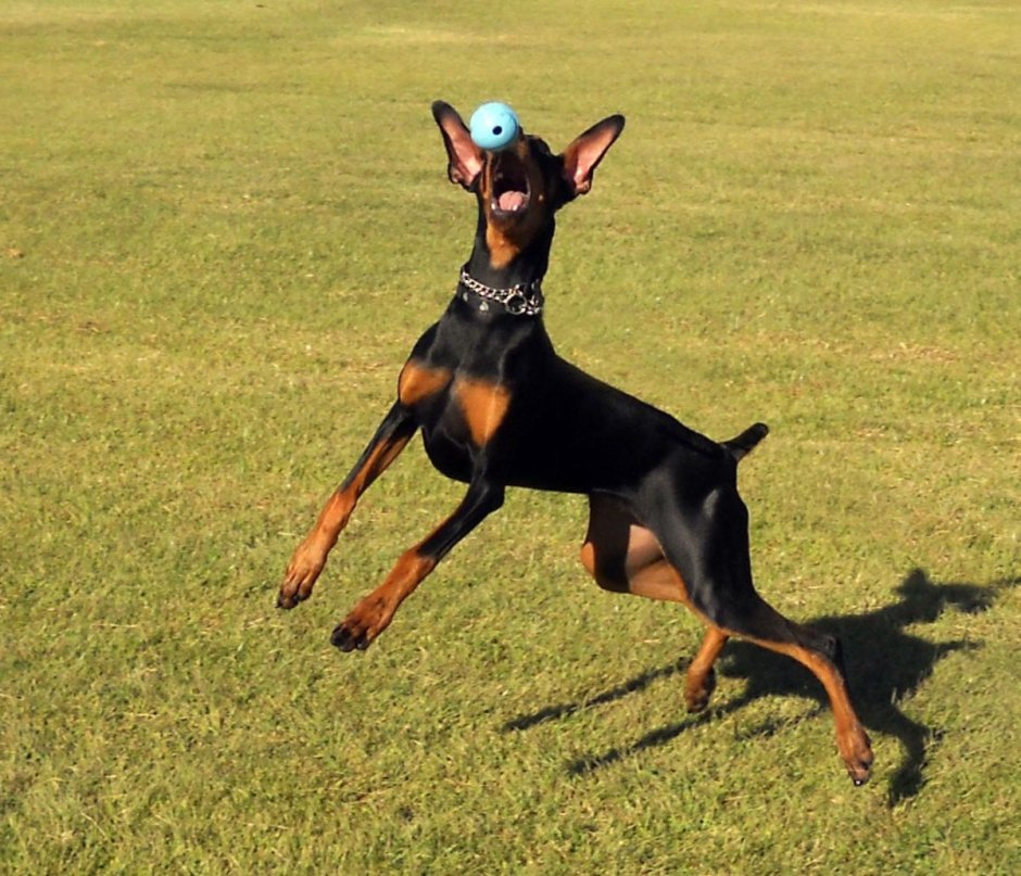 Fat Doberman