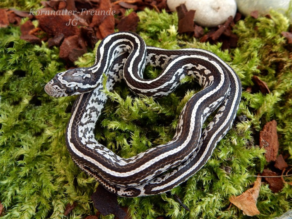 Anery Tessera Corn Snake