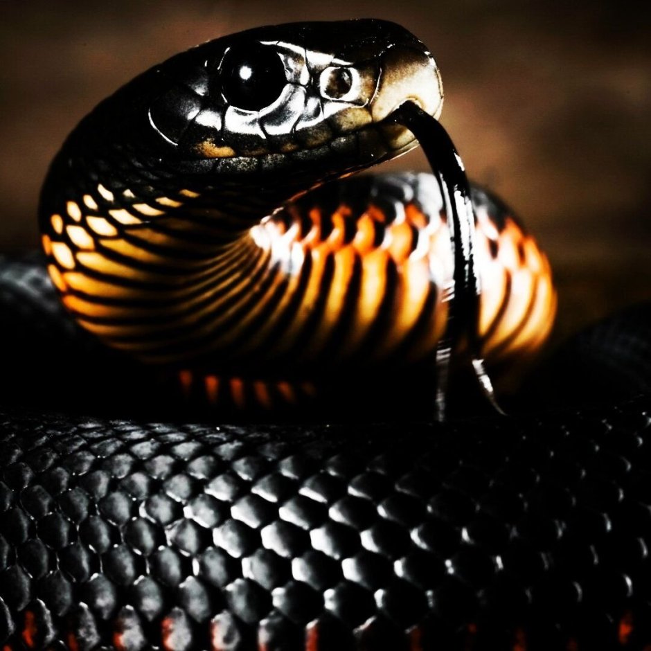 Eastern Garter Snake
