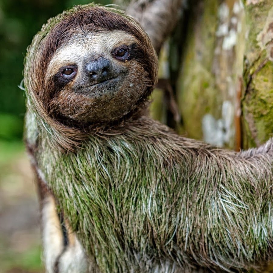 Карликовый трехпалый Ленивец