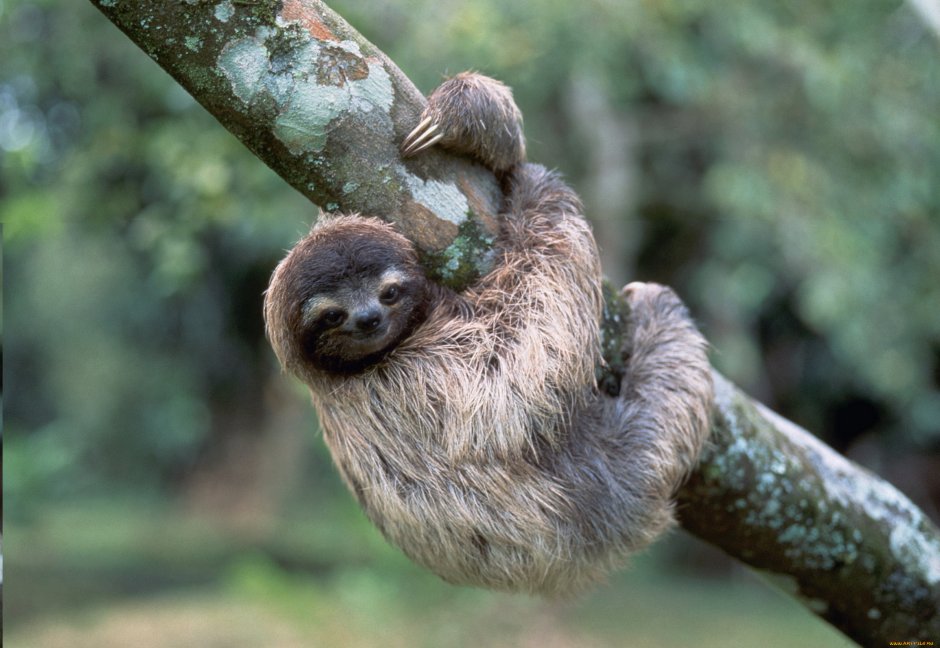 Карликовый Ленивец