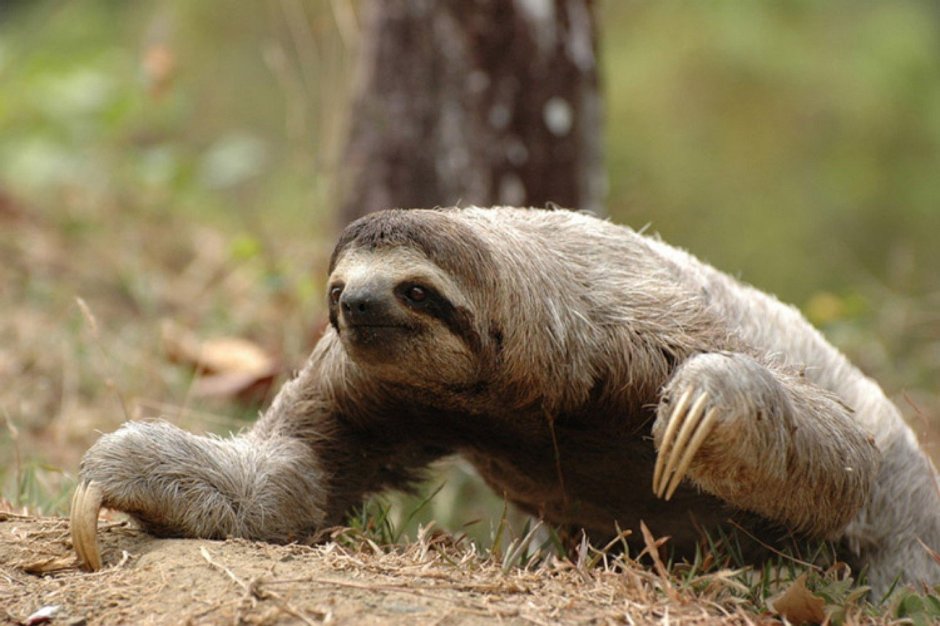 Карликовый трехпалый Ленивец