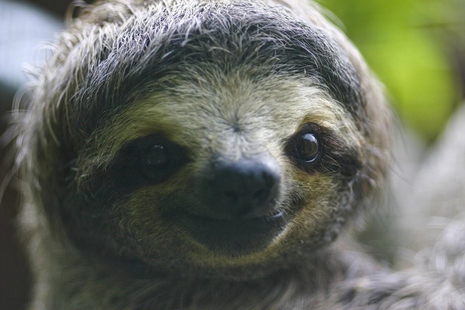 Ошейниковый Ленивец