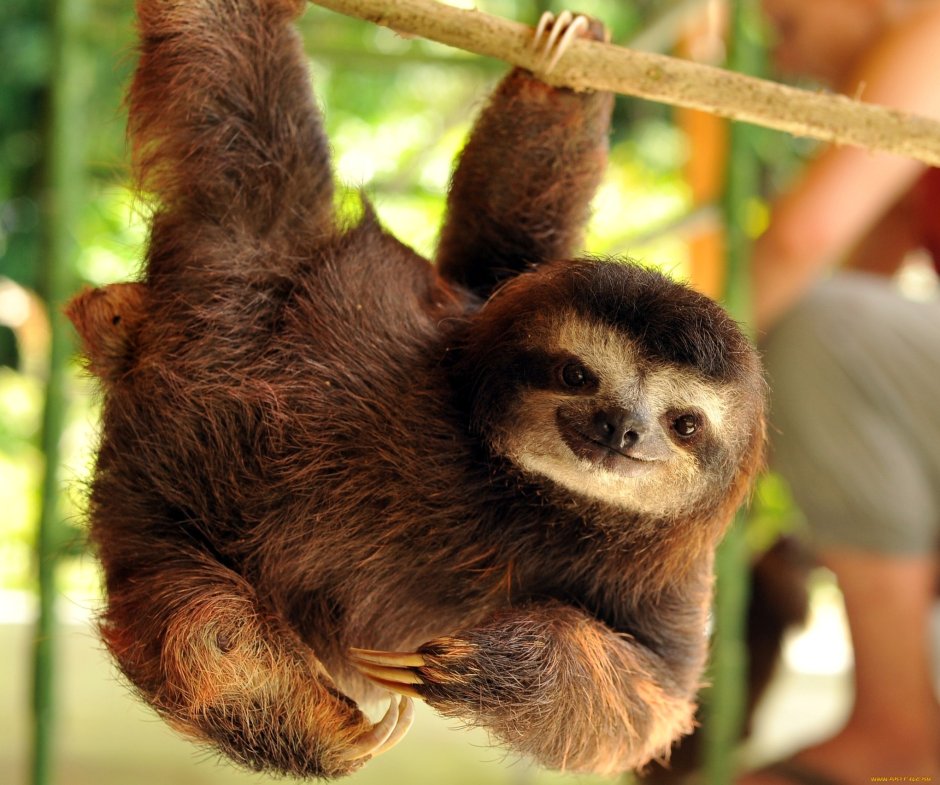 Брук Ленивец