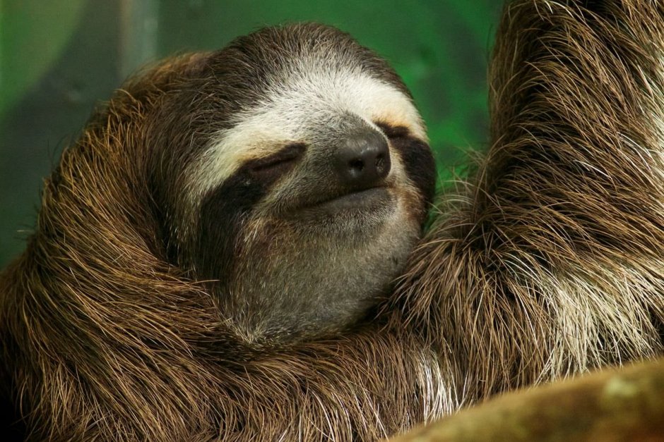 Ленивец на рабочий стол