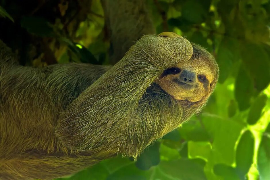 Ленивец Bradypus variegatus