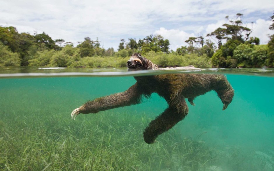 Ленивец в воде