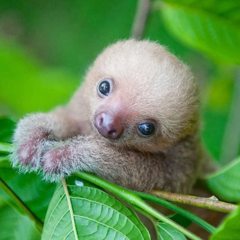 Маленький Ленивец