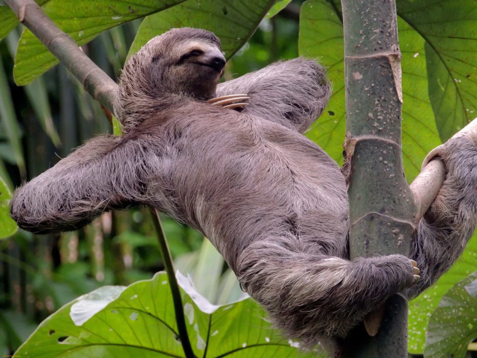 Ленни Ленивец