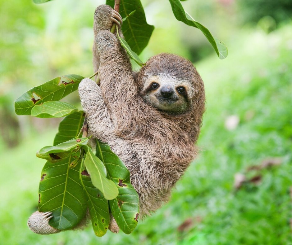 Ошейниковый Ленивец