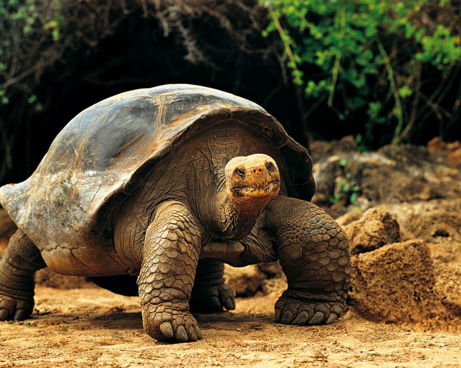 Двупалый Ленивец