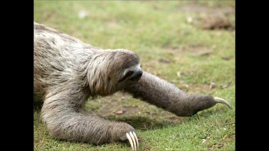 Трехпалый Ленивец