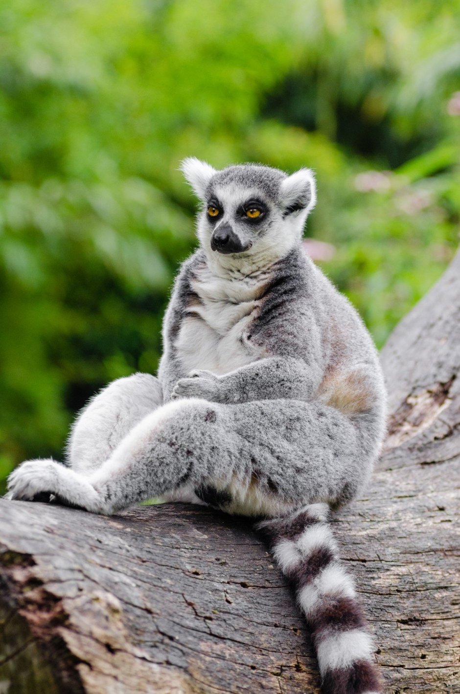 Лемур галаго