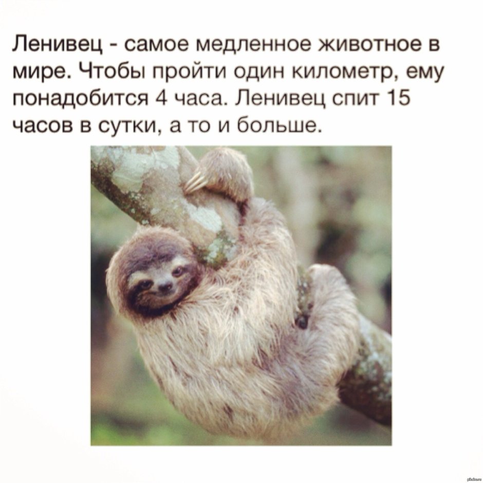 Интересные факты о ленивцах