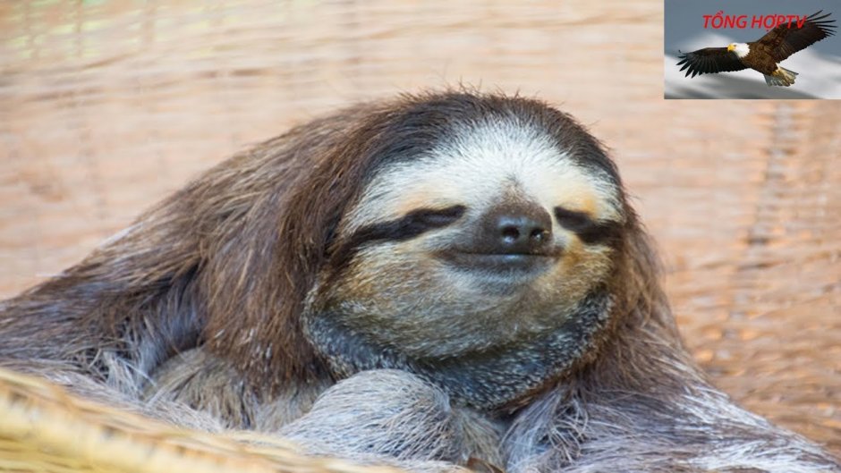 Ленивый Ленивец