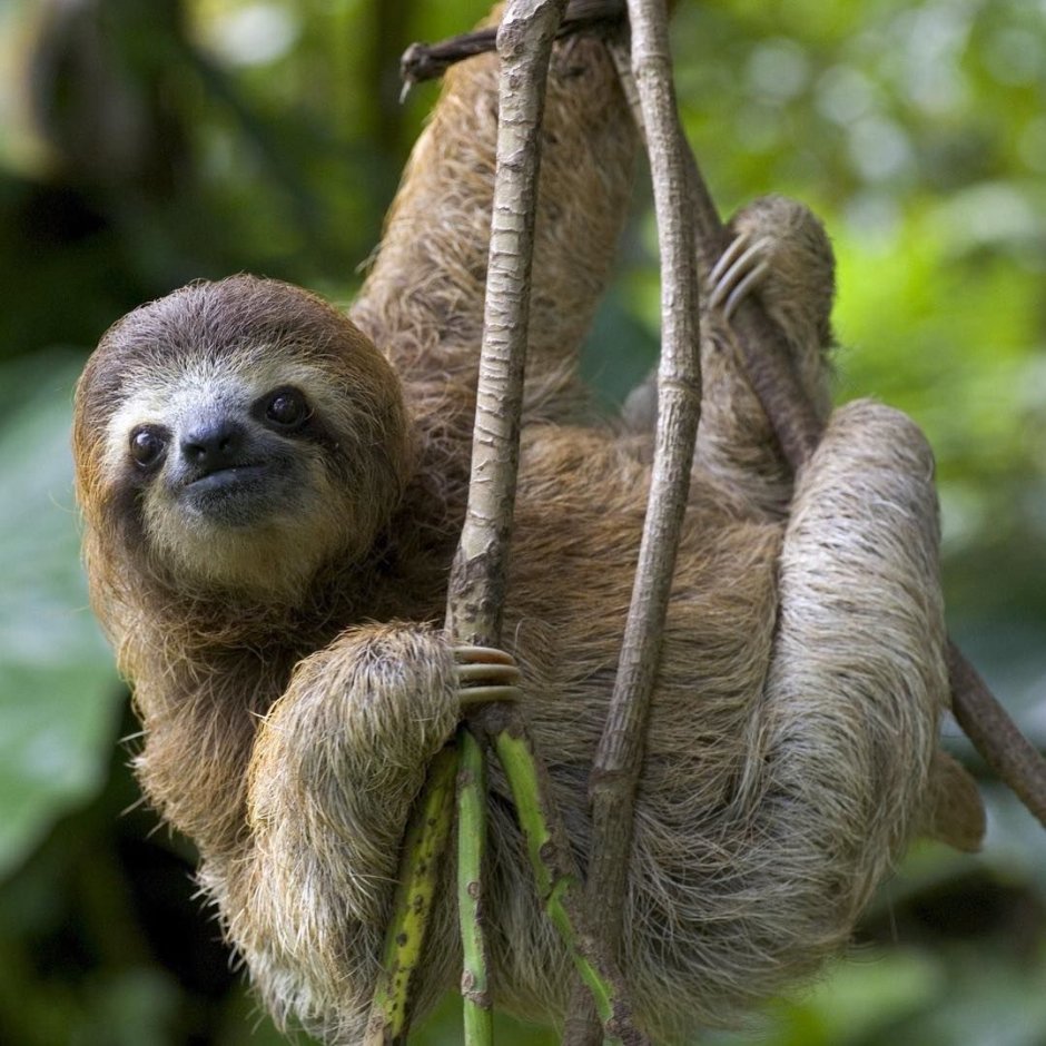 Ленивец ареал обитания