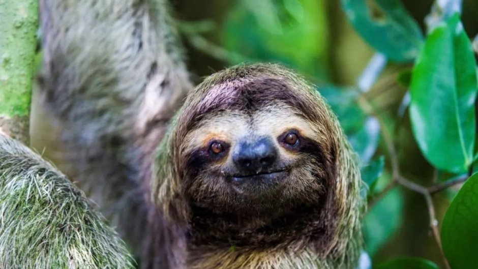 Трехпалый Ленивец