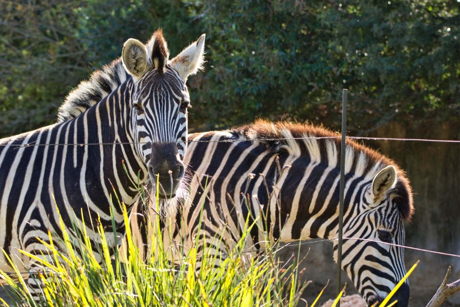 Зебра в Австралии