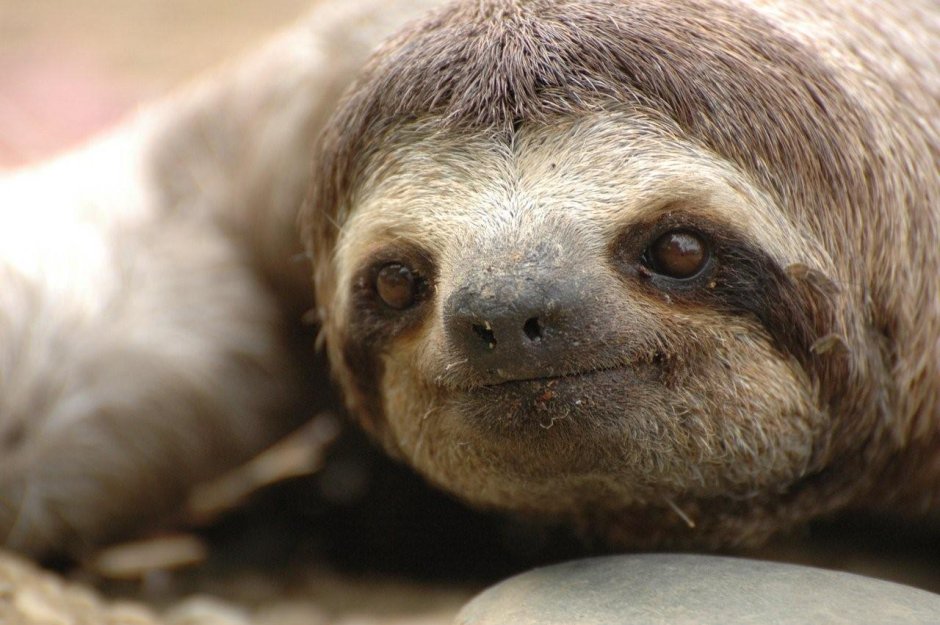 Бурогорлый трёхпалый Ленивец