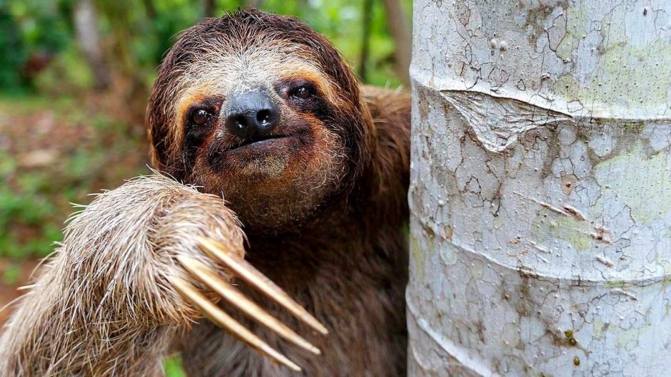 Ленивец животное