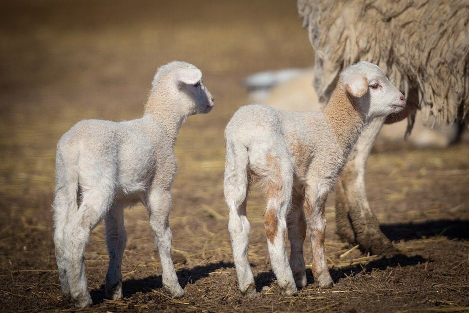 Ягнята поёныши