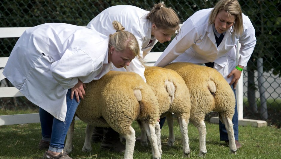 Овцеводство Ветеринария