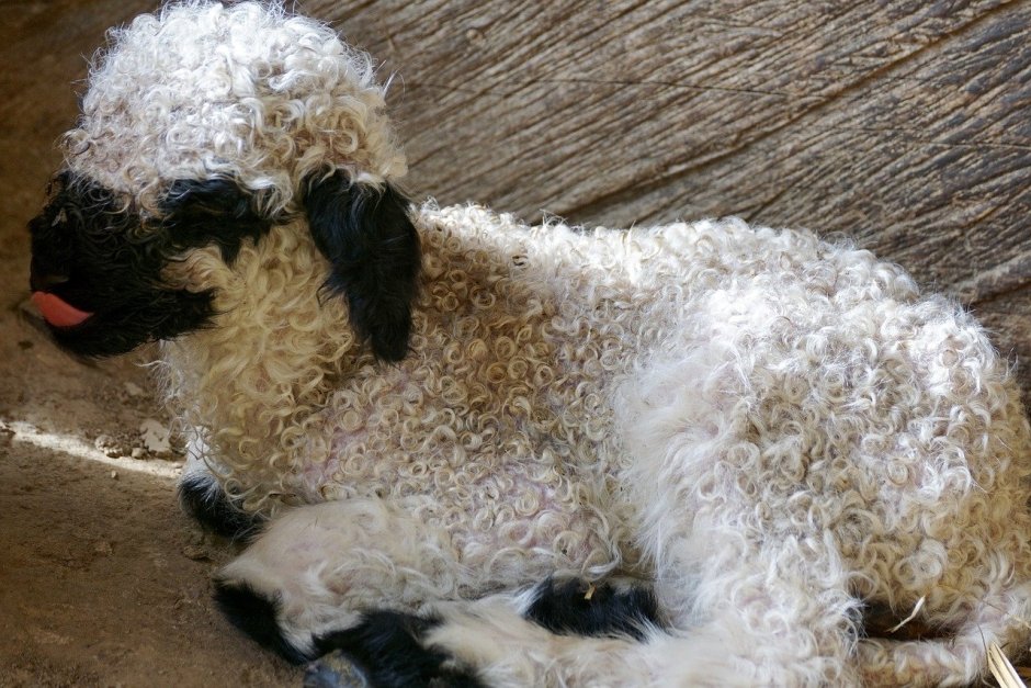 Овцы породы Вале-Блэкноз